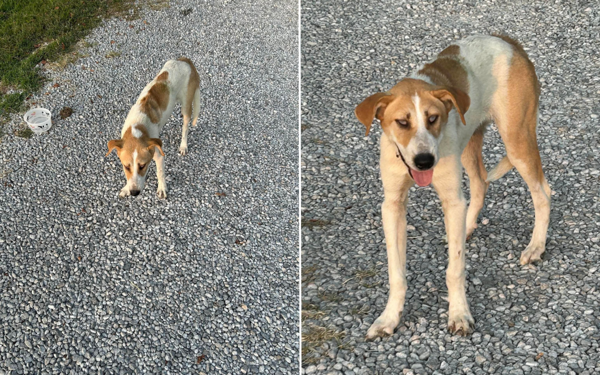 Dog Found Abandoned on Rural Back Roads, Then Rescuers Realize Why