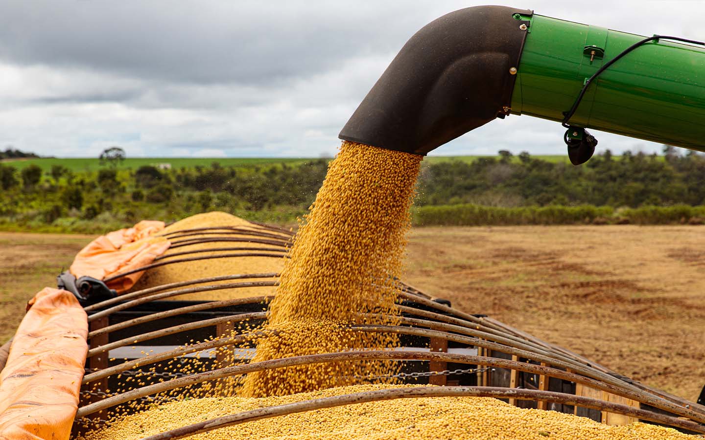Brazilian soybean exports reach a record high