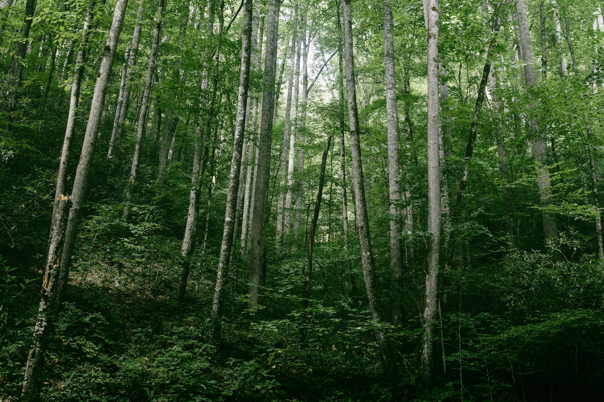 A century of reforestation helped keep the eastern US cool