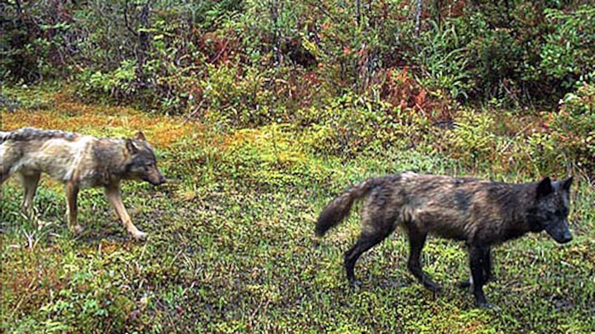 Parks Canada warns of increasingly ‘bold’ wolves stalking dogs near Tofino, B.C.