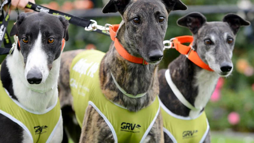 Almost half of all NSW greyhound racing tracks to be permanently shut