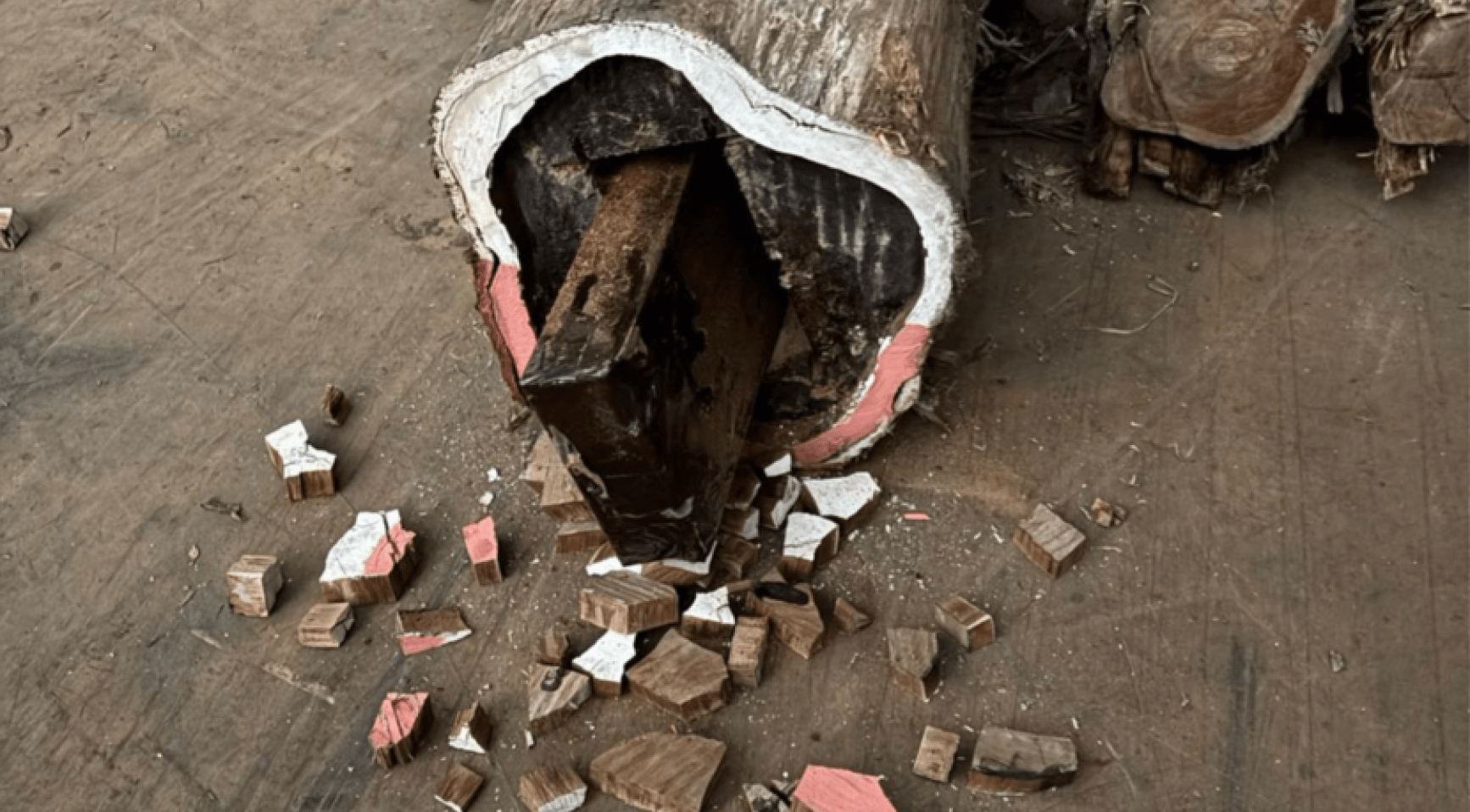 Suspects deny knowledge of 400 kilograms of cocaine hidden in tree trunks