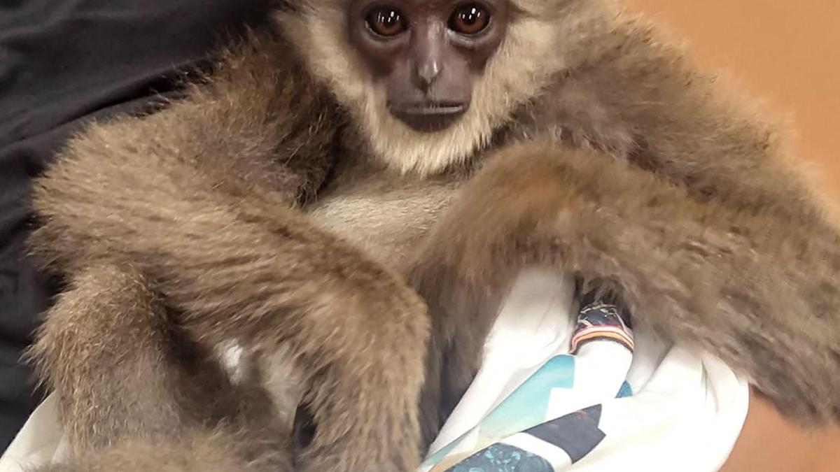 CCMB’s LaCONES joins global effort to decode Gibbon genomes