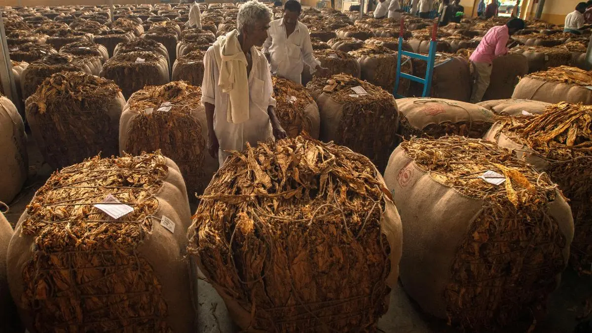 Tobacco farmers decry exclusion from WHO conference ahead of COP11