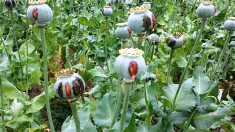 UNODC: Opium cultivation in Afghanistan falls 20pc in 2025