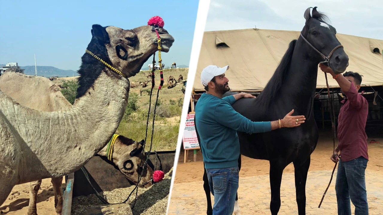 At centuries-old Pushkar fair, number of camels dwindle as horses surge past 4,000