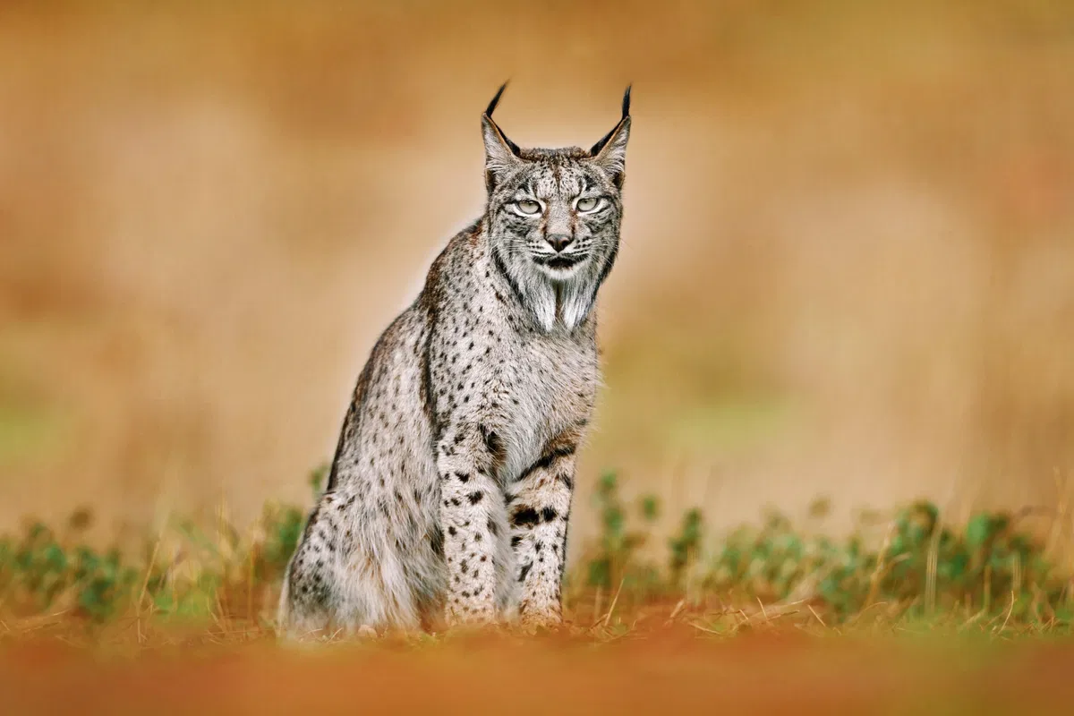 Spain sees first ever unique leucistic Iberian Lynx