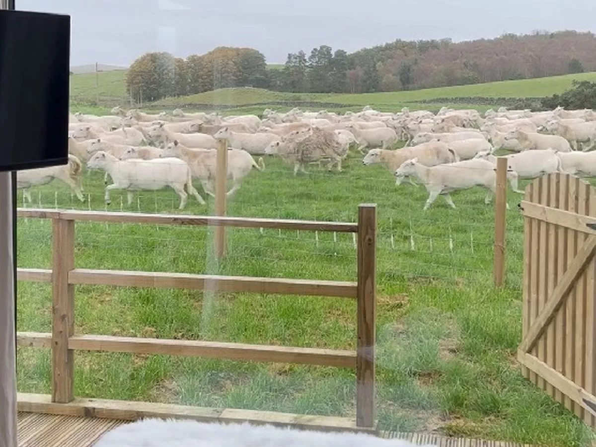 Airbnb owner raging after guest's "noisy sheep" complaint costs them five-star rating