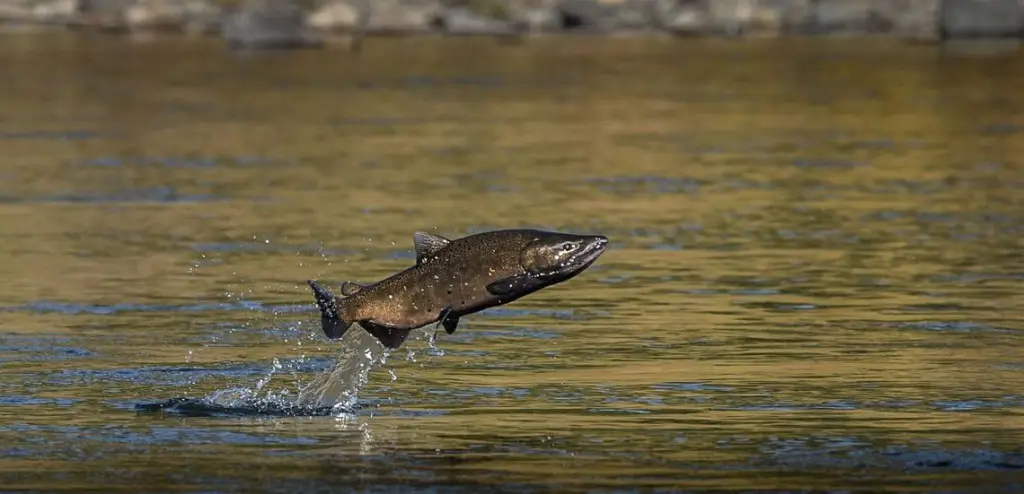 Philp: From droughts to human errors, California salmon near extinction