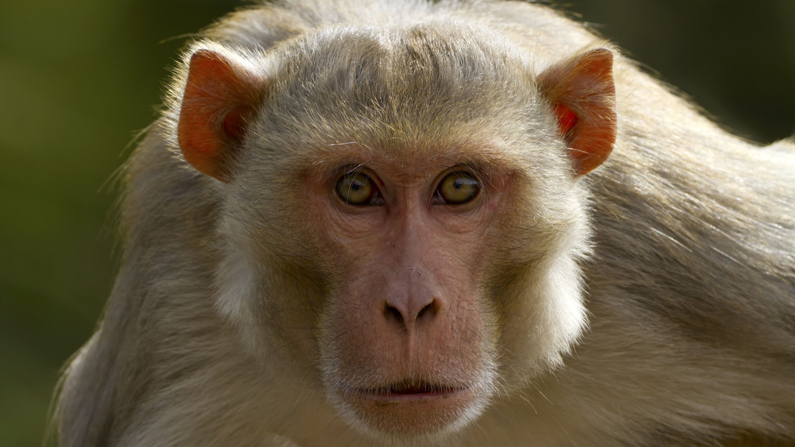 Lab monkeys on the loose in Mississippi don't have herpes, university says. But are they dangerous?