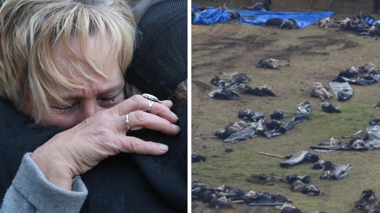 ‘Professional marksmen’: Canadian authorities cull more than 300 ostriches after year-long legal saga