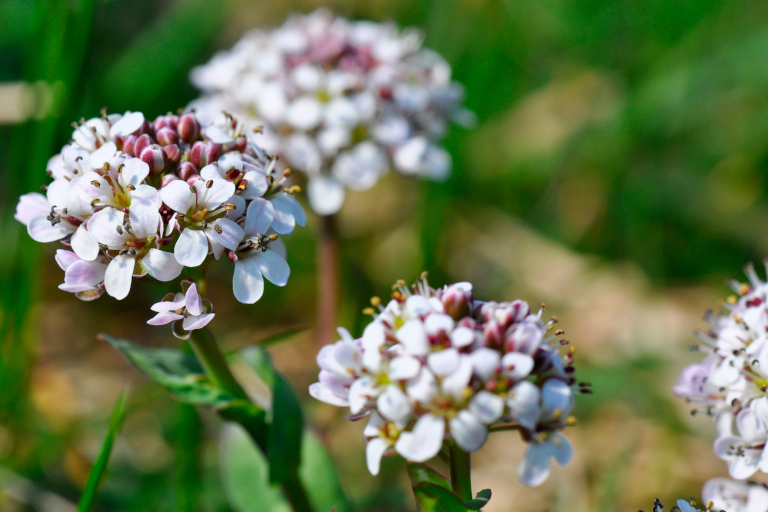 Critical Minerals? There’s a Plant for That