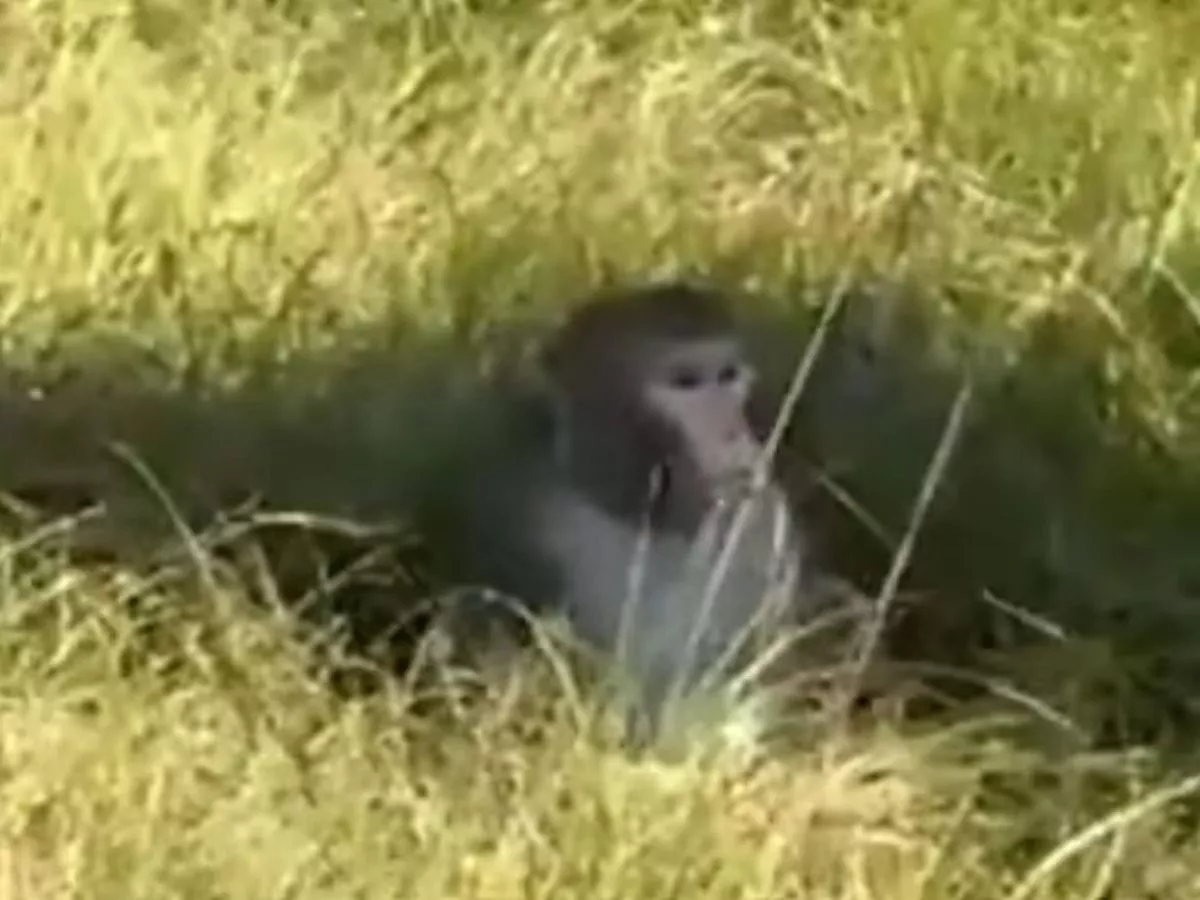 'Aggressive monkeys riddled herpes' on the loose after lorry overturns on motorway