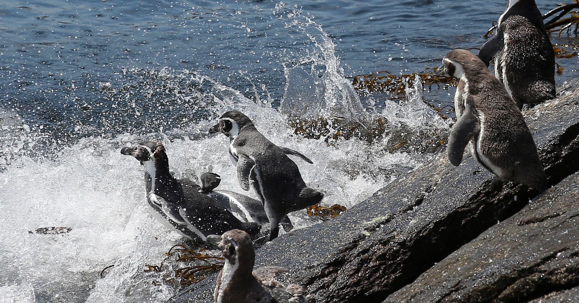 Chile's endangered Humboldt penguins risk further decline, scientists say