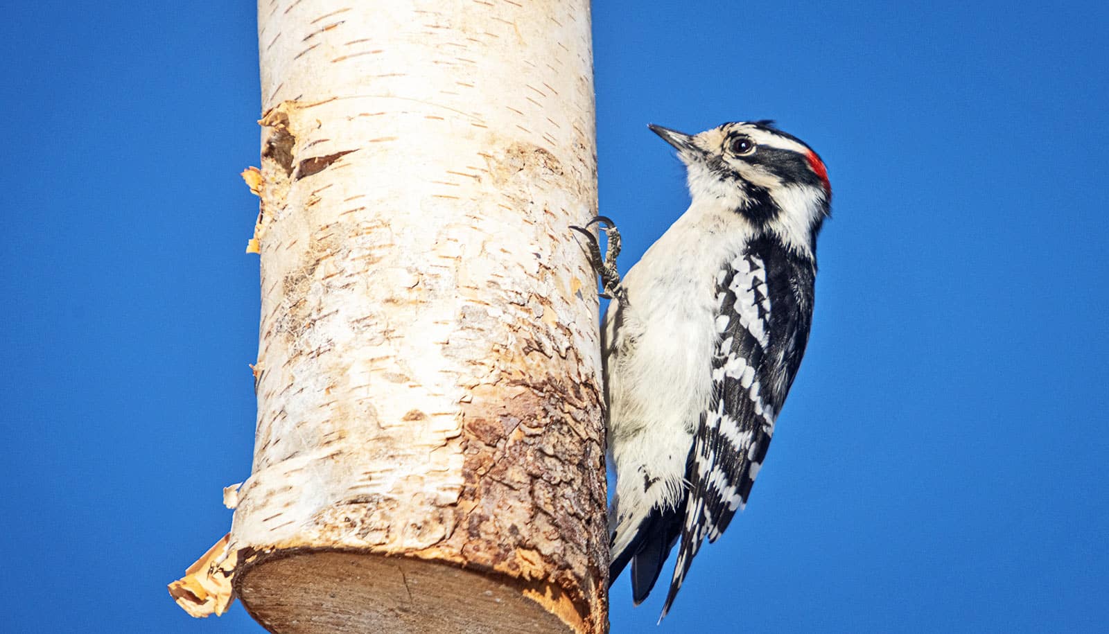 How tiny woodpeckers pack such a punch