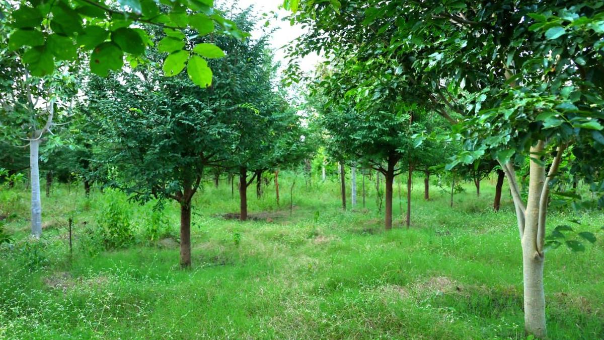 Bolstered by increase in green cover with planting of 1.5 cr. saplings, Vijayapura’s green dreams grow bigger