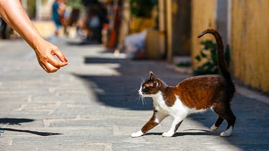 SPCA hosts event to keep outdoor cats healthy, warm during winter