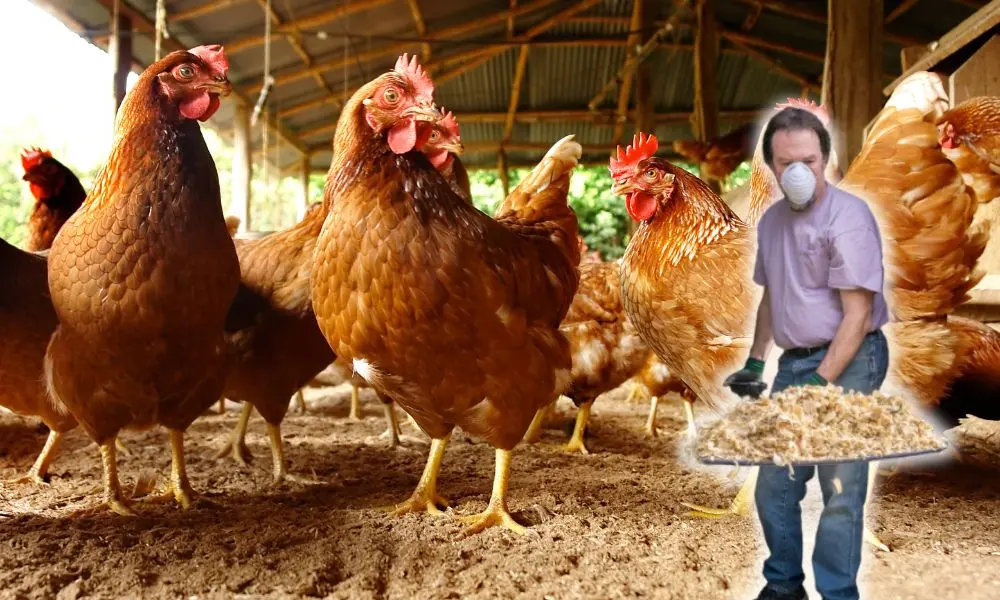 Avian influenza: How much should I worry about bird flu - after Government announces new control measures