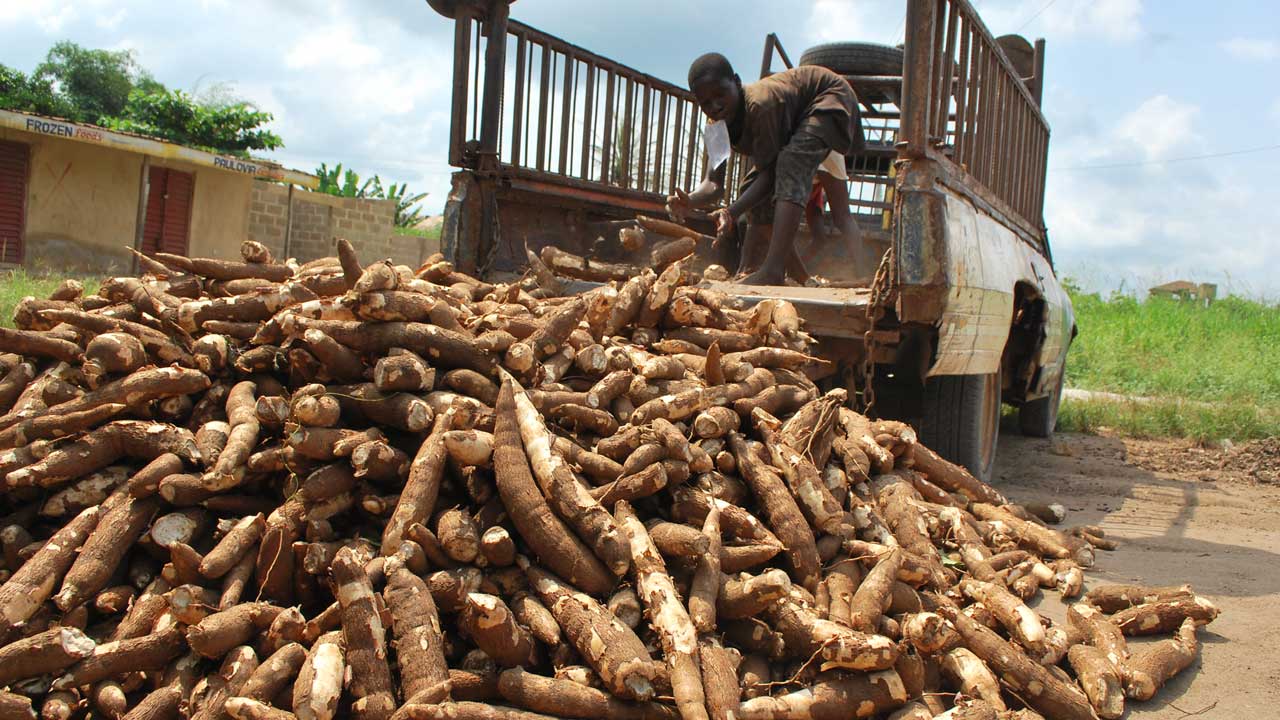 Nasarawa Residents Caution Cassava Processors Against Use Of Harmful Chemicals