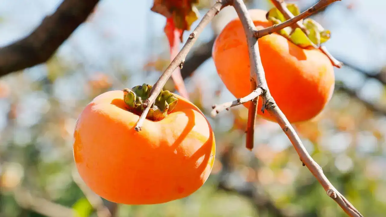 Why persimmons are the perfect winter fruit for boosting your health