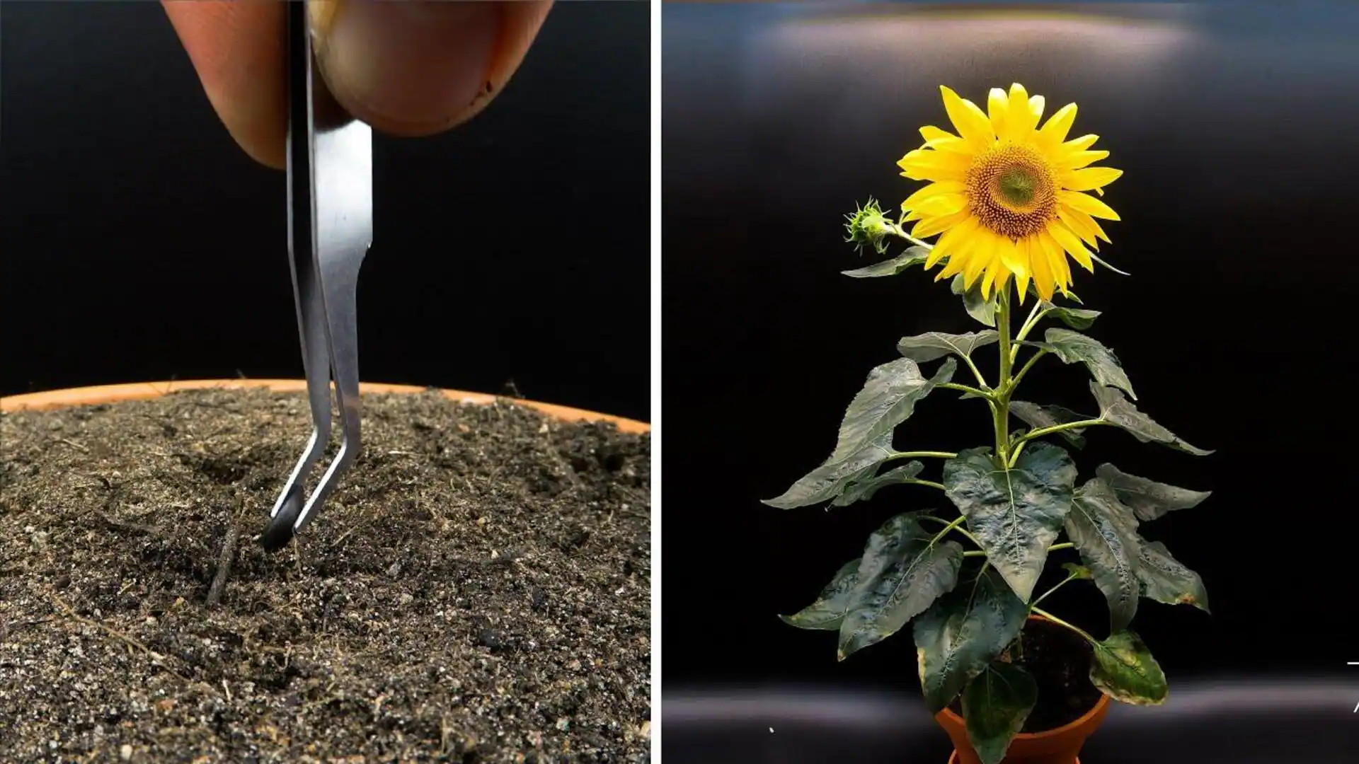 Growing sunflower seeds: A unique way to boost your health