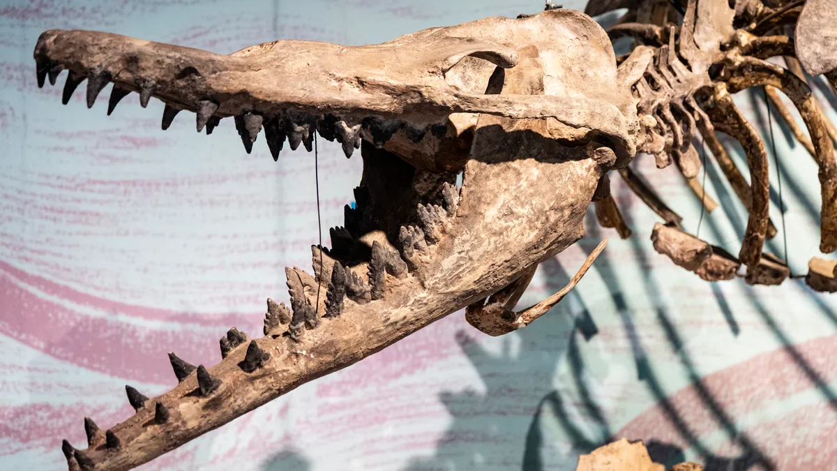 Prehistoric zygorhiza whale bone found in Mississippi