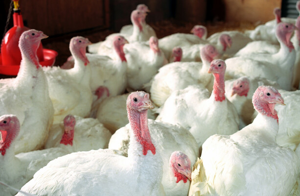 Third bird flu outbreak confirmed on commercial turkey farm in less than a week