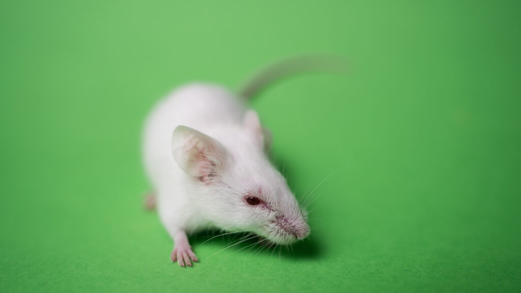 U.K. outlines plan to phase out animal testing in research