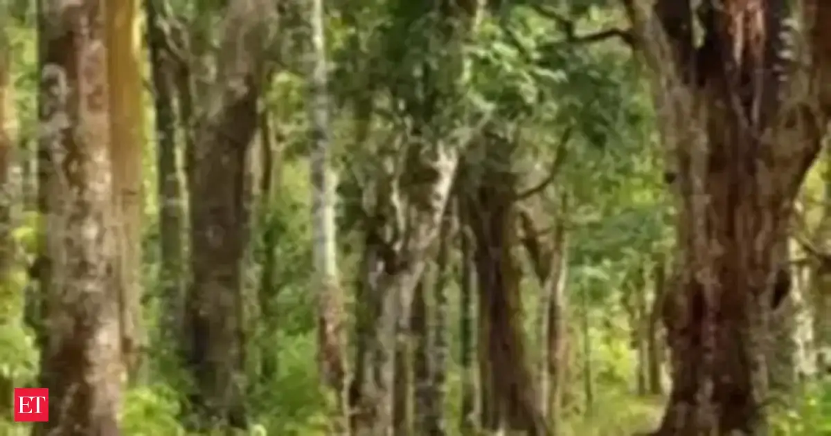 COP30: 53 countries endorse new global fund to pay nations for preserving tropical forests