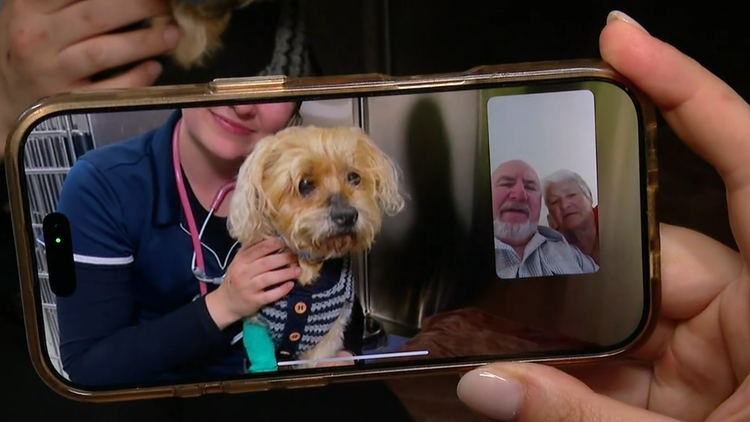 Missing dog reappears after seven weeks in South Australian scrub