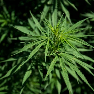 Cierre del gobierno: el cáñamo entra en la conversación