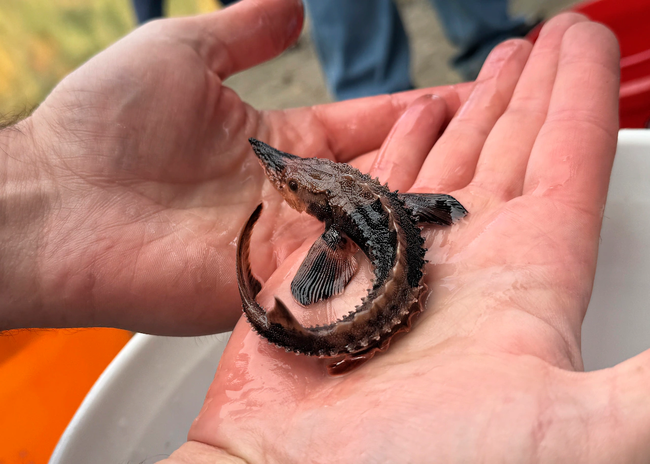 Upstate NY creek stocked with ‘Great Lakes dinosaur’ in plan to restore Lake Erie population