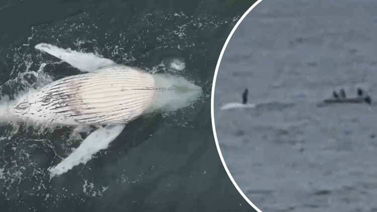 Authorities receive shocking video of person standing on dead whale south of Sydney