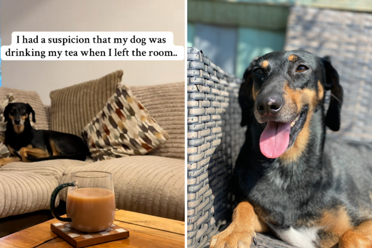 Woman Suspicious Dog Is Drinking Tea, Hidden Camera Reveals Truth