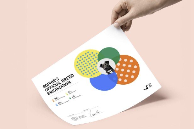 This Simple DNA Test Can Reveal Your Pup’s Ancestry and Health Risks