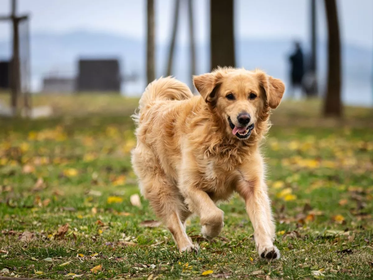 Dog's sweet reaction after family brings home second rescue pet leaves people in tears