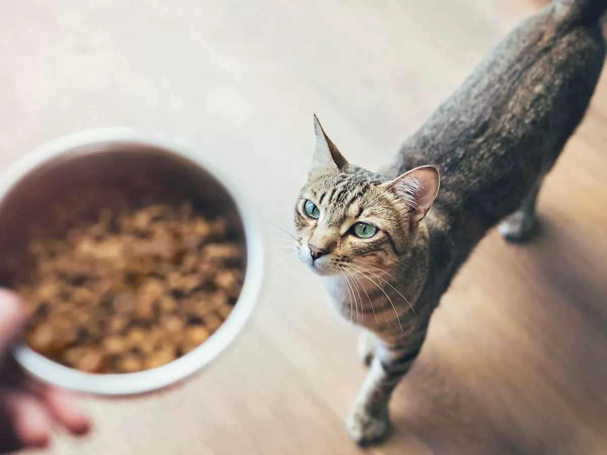 'I'm a vet and I'd never personally buy these everyday items for my cat'
