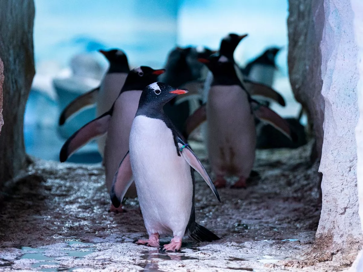 Sea Life London Aquarium penguins 'trapped in basement without sunlight or fresh air'