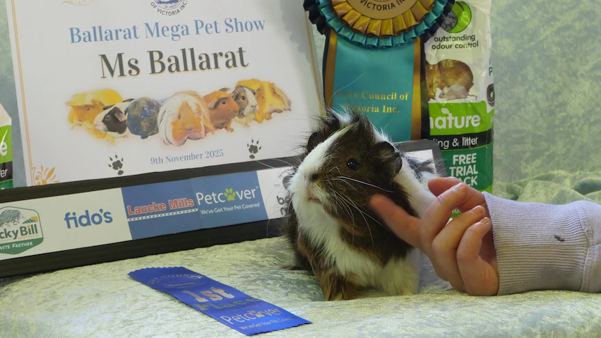 Shelby the guinea pig's cheeky face wins over judges as showing booms