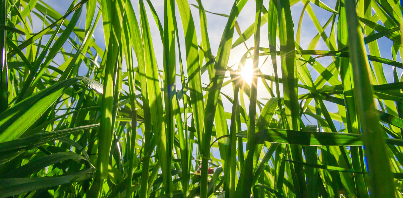 Engineering crops to photosynthesise better just got one step closer to reality