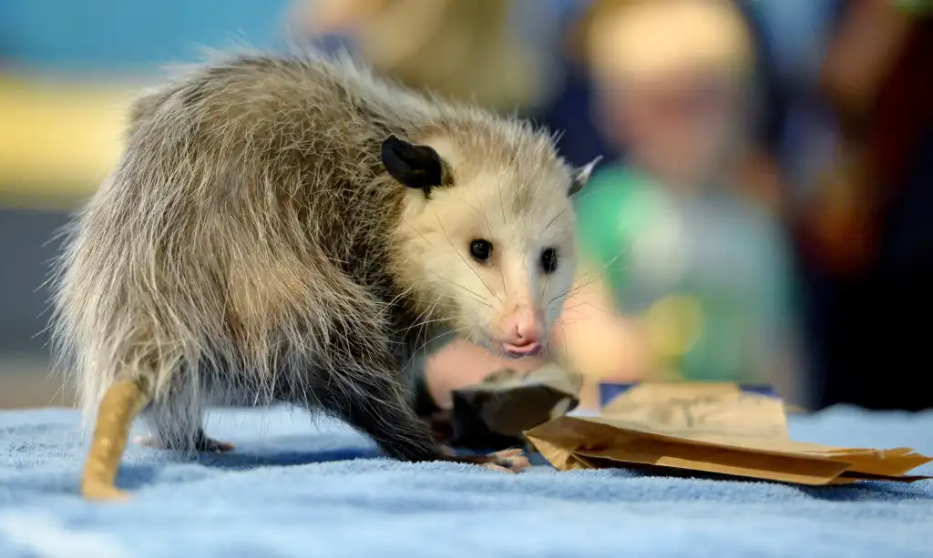 Should a Walnut Creek family let an opossum live in their yard?