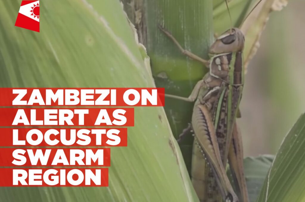 Locust outbreak reported in Zambezi Region