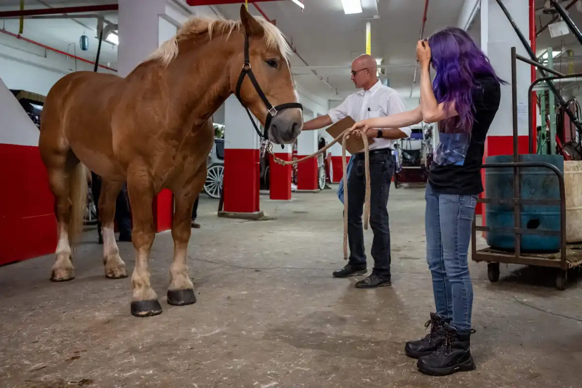 carriage drivers sue NYCLASS over “malicious lies” about animal abuse