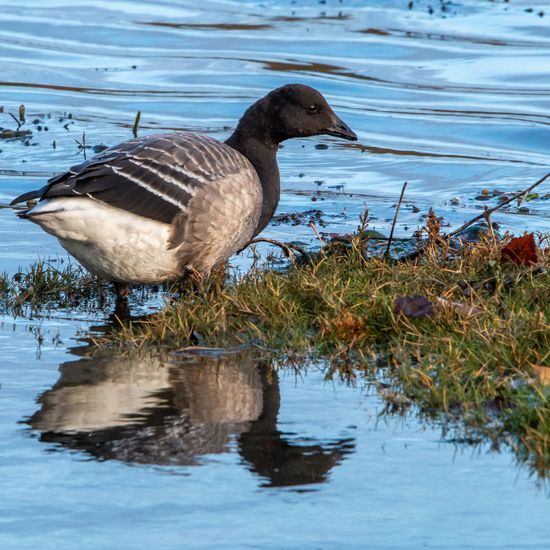 Concerns for Brent goose help block 580 new homes in Dublin