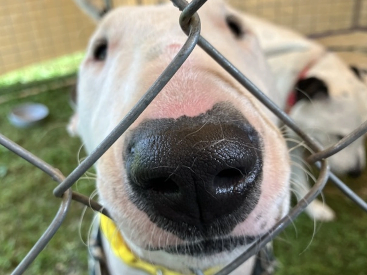 Popular dog names 2025: Elphie from 'Wicked' tops trending list