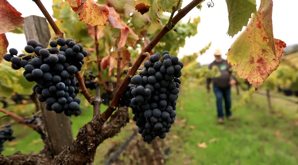 Sonoma County winegrowers face grape glut as vines pulled statewide