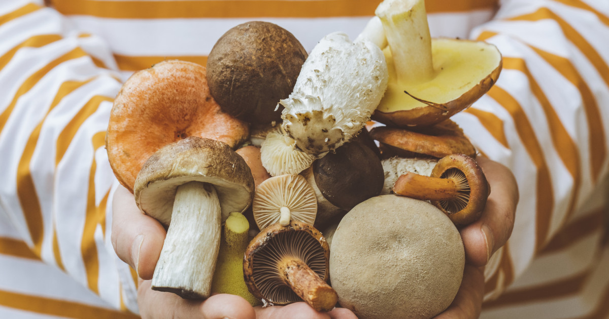 What Happens to Your Body When You Eat Mushrooms Every Day?