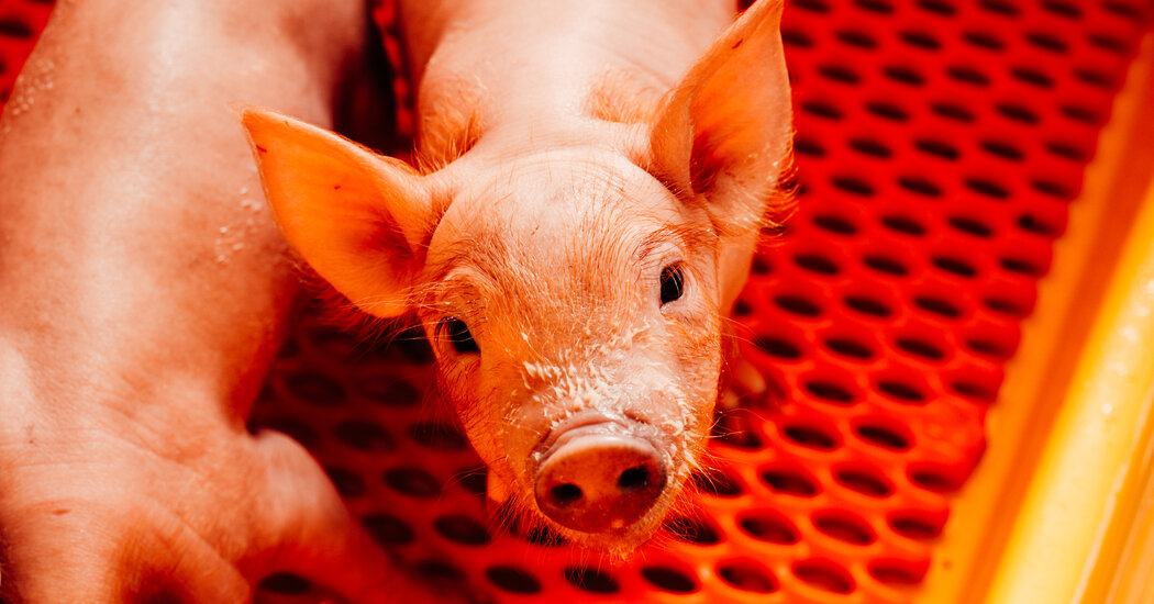 Scientists Grow More Hopeful About Ending a Global Organ Shortage