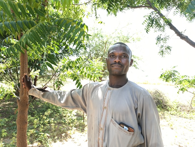 Will COP30 Reenergize to Nigeria’s Great Green Wall Project?