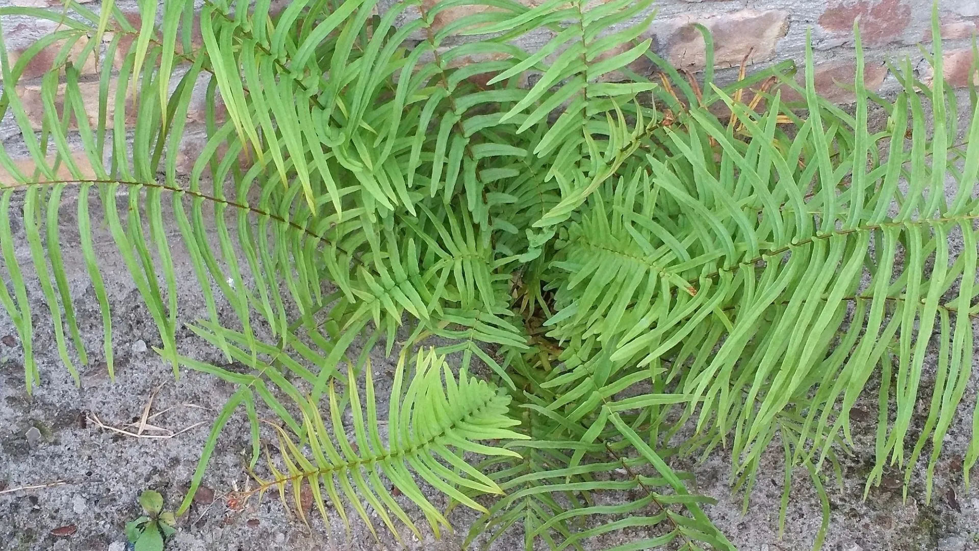 China extracts rare earth minerals from living plant in a first